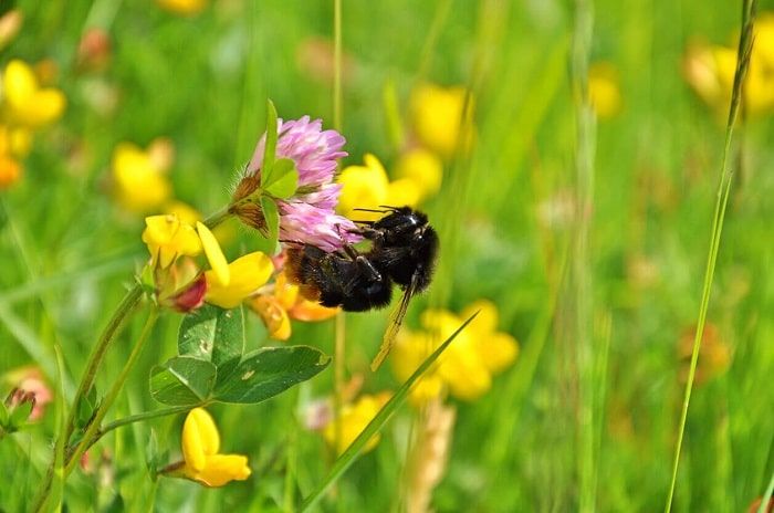Bumble Bee on Flower-min.jpg